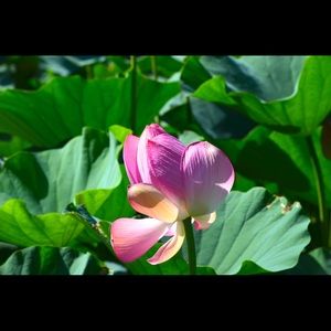 Meet your Posher, Joyce